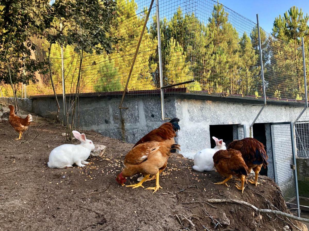 Casa Da Quinta Da Prelada Simao Partie Basse Villa Celorico De Basto Bagian luar foto